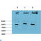 Beclin 1 antibody, LS-C813667, Lifespan Biosciences, Western Blot image 