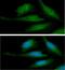Synuclein Alpha antibody, GTX57587, GeneTex, Immunofluorescence image 