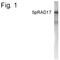 RAD17 Checkpoint Clamp Loader Component antibody, PA1-4131, Invitrogen Antibodies, Western Blot image 
