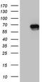 TOR antibody, LS-C795021, Lifespan Biosciences, Western Blot image 