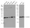 Centrin 3 antibody, PA5-35865, Invitrogen Antibodies, Western Blot image 