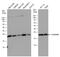 Centrin 3 antibody, PA5-35865, Invitrogen Antibodies, Western Blot image 