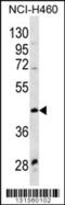 Wnt Family Member 9A antibody, 56-395, ProSci, Western Blot image 