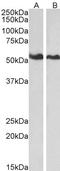 Annexin A11 antibody, orb18454, Biorbyt, Western Blot image 