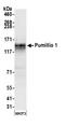 Pumilio RNA Binding Family Member 1 antibody, A300-201A, Bethyl Labs, Western Blot image 