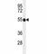 TNF receptor-associated factor 2 antibody, F53542-0.1ML, NSJ Bioreagents, Western Blot image 