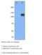 Mitogen-Activated Protein Kinase Kinase Kinase 12 antibody, MBS540368, MyBioSource, Western Blot image 