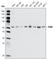 Checkpoint Kinase 2 antibody, abx010556, Abbexa, Western Blot image 