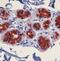 Interleukin 1 Receptor Accessory Protein antibody, PA1-29969, Invitrogen Antibodies, Immunohistochemistry paraffin image 