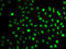 Splicing Factor 3b Subunit 2 antibody, LS-C334356, Lifespan Biosciences, Immunofluorescence image 