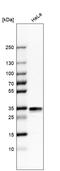 Stomatin antibody, HPA010961, Atlas Antibodies, Western Blot image 