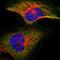 Inhibitor Of Nuclear Factor Kappa B Kinase Subunit Beta antibody, HPA001249, Atlas Antibodies, Immunofluorescence image 