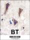 Cadherin 12 antibody, 57-950, ProSci, Immunohistochemistry paraffin image 
