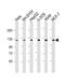 Polyhomeotic Homolog 3 antibody, PA5-49520, Invitrogen Antibodies, Western Blot image 