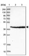 Scavenger Receptor Class A Member 3 antibody, PA5-61496, Invitrogen Antibodies, Western Blot image 