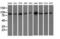 Protein Kinase D2 antibody, LS-C115679, Lifespan Biosciences, Western Blot image 