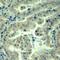 Eukaryotic Translation Initiation Factor 4 Gamma 1 antibody, 79-243, ProSci, Immunohistochemistry frozen image 