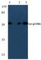 Mitogen-Activated Protein Kinase Kinase Kinase 8 antibody, PA5-36635, Invitrogen Antibodies, Western Blot image 