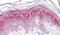 GM2 Ganglioside Activator antibody, PA5-32783, Invitrogen Antibodies, Immunohistochemistry paraffin image 