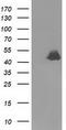 Ribonuclease inhibitor antibody, TA501981, Origene, Western Blot image 
