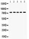 TGF-Beta Activated Kinase 1 (MAP3K7) Binding Protein 1 antibody, PB9445, Boster Biological Technology, Western Blot image 