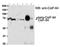 Cleavage Stimulation Factor Subunit 2 antibody, orb153641, Biorbyt, Western Blot image 