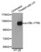 Cbl Proto-Oncogene antibody, STJ22050, St John