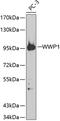 WW Domain Containing E3 Ubiquitin Protein Ligase 1 antibody, 19-555, ProSci, Western Blot image 
