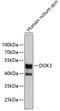 Docking Protein 3 antibody, 18-782, ProSci, Western Blot image 