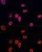 Histone Cluster 3 H3 antibody, GTX54101, GeneTex, Immunofluorescence image 