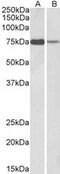 Rac GTPase Activating Protein 1 antibody, MBS421508, MyBioSource, Western Blot image 