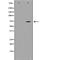 Amyloid Beta Precursor Like Protein 1 antibody, orb229182, Biorbyt, Western Blot image 