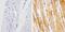 Metadherin antibody, 701171, Invitrogen Antibodies, Immunohistochemistry paraffin image 