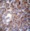 Phosphatidylserine Synthase 2 antibody, LS-C162268, Lifespan Biosciences, Immunohistochemistry frozen image 