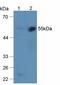 Serpin Family F Member 2 antibody, MBS2004279, MyBioSource, Western Blot image 