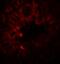 SRY-Box 4 antibody, A01892, Boster Biological Technology, Immunofluorescence image 