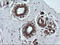 TRNA Methyltransferase 2 Homolog A antibody, LS-C174176, Lifespan Biosciences, Immunohistochemistry paraffin image 