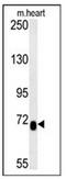 Lebercilin LCA5 Like antibody, AP52449PU-N, Origene, Western Blot image 