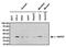 Heat Shock Protein Family B (Small) Member 1 antibody, NB120-5579, Novus Biologicals, Western Blot image 