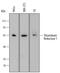 Thioredoxin Reductase 1 antibody, MAB7428, R&D Systems, Western Blot image 