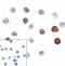 T Cell Immunoreceptor With Ig And ITIM Domains antibody, RF16056, ProSci, Immunocytochemistry image 