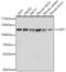 Ubiquitin Specific Peptidase 1 antibody, GTX32956, GeneTex, Western Blot image 