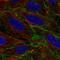 Brain Abundant Membrane Attached Signal Protein 1 antibody, NBP2-14347, Novus Biologicals, Immunofluorescence image 