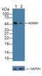 Adhesion Regulating Molecule 1 antibody, LS-C374396, Lifespan Biosciences, Western Blot image 