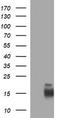 Melan-A antibody, LS-C788000, Lifespan Biosciences, Western Blot image 