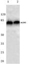 Arachidonate 5-Lipoxygenase antibody, AP06493PU-N, Origene, Western Blot image 