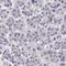 NOG antibody, HPA061318, Atlas Antibodies, Immunohistochemistry frozen image 