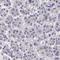 Noggin antibody, HPA061318, Atlas Antibodies, Immunohistochemistry frozen image 