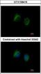 Interleukin-1 family member 7 antibody, GTX108419, GeneTex, Immunocytochemistry image 