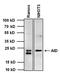 Activation-induced cytidine deaminase antibody, MA3-081, Invitrogen Antibodies, Western Blot image 